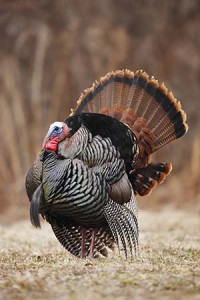 Wild turkeys may have been part of the first Thanksgiving feast